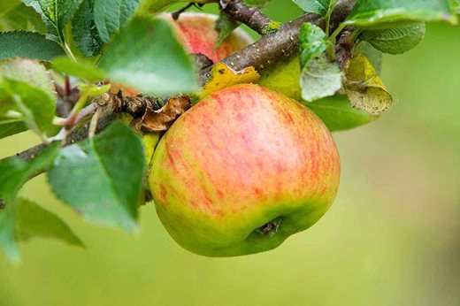 apples