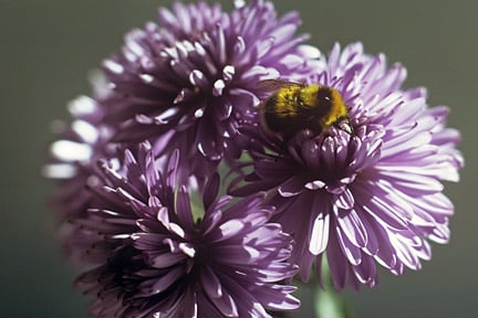 A bumblebee (<i>Bombus jonellus</i>) looking for food on an aster. Credit: RHS/Entomology.